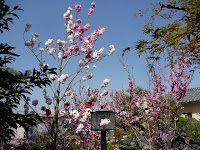 昔、桃の木が花咲くころ、桃花祭があったという