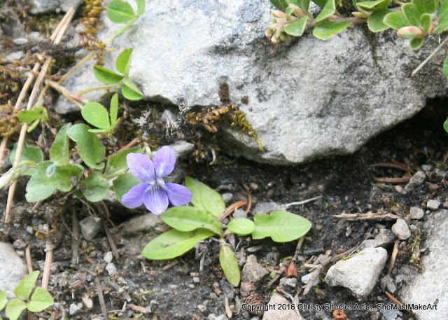 This wild violet has more purple in its petals, and it's rooted near a larger boulder for protection.