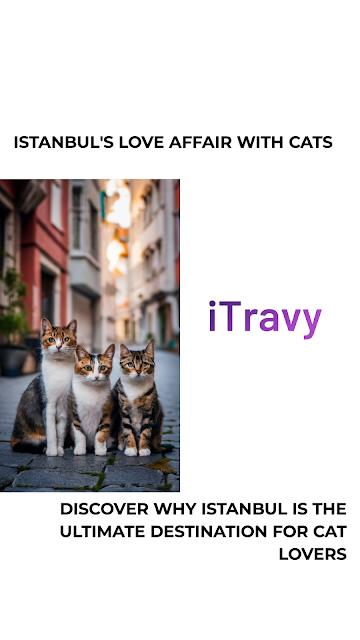 Istambul in love with cats
