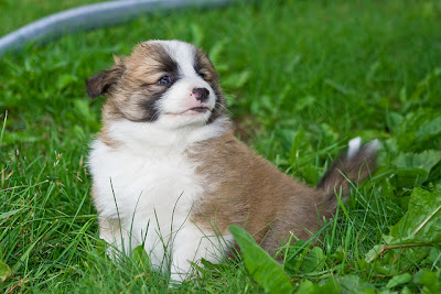 Icelandic Sheepdog Puppy Picture