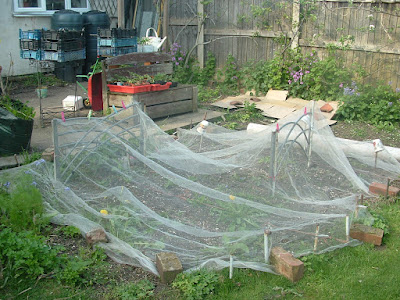 A garden bed in between a patio and lawn, with insect mesh covering part of it