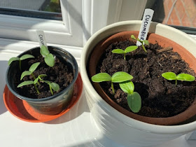 Seedlings in pot on windowsill