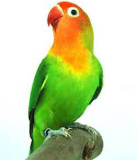 Mari Belajar Warna-warna Burung Lovebird