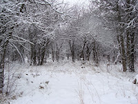 Snowy woods