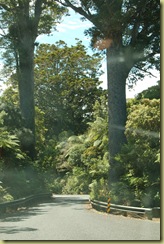 Road between two trees