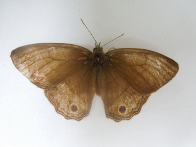 Cissia themis