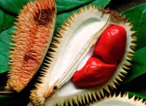 Pernah Tengok Durian Merah 5 Gambar Abg Cek ada blog 