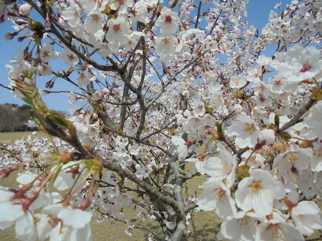 何千何万という桜の開花