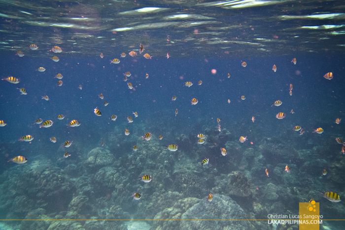 Koh Rok Snorkeling Tour Thailand