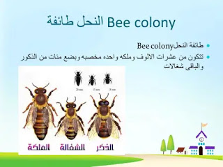 طائفة النحل طائفة النحل العسل افراد طائفة النحل مكونات طائفة النحل تتكون طائفة النحل من ما هي طائفة النحل ما هو طائفة النحل مما تتكون طائفة النحل طائفة النحله تحفة النظار في غرائب الأمصار وعجائب الأسفار الطهاطيل ما هي طائفة البهرة طائفة النحل bee دعوة الطهاطيل دعاء طائف الملل و النحل فطاحلة فطير فطحل الطاء تحفة النظار في غرائب الأمصار النحل النحلة اية النحل من هم طائفة البهرة تفسیر کاربردی عهد جدید تفسیر کاربردی کتاب مقدس منهل اللطايف في الكنافة والقطايف pdf طائفة البهرة طائفة بالانجليزي لطائف المعارف لطائف المعارف لابن رجب لطائف الفوائد كتاب لطائف المعارف نحل نحلة احفظ نفسك طاهرا عالم النحل الطبري طائف في رحلة ابدية سورة النحل العفاسي طائفية طريق النحل فيروز זוועהיל الطيالسة غلاطية ٦ قضاة ٧