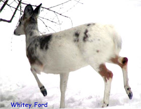 Whitey Ford, Kinnelon's Albino Deer