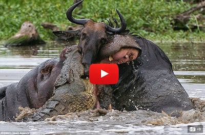 http://aboutbongo.blogspot.com/2015/05/video-hippo-crocodile-wildebeest-battle.html