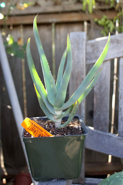 Aloe speciosa in 4" pot
