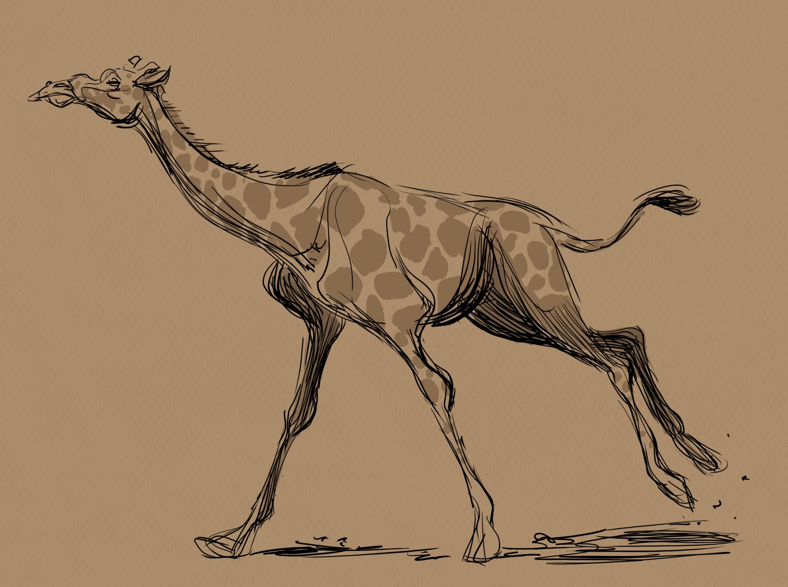 Animal and Life Drawing Blog: Some Giraffe sketches.