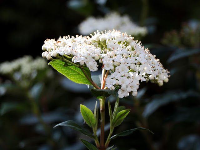 Viburnum tinus