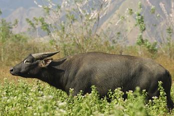 Mindoro Dwarf Buffalo