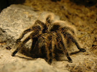 Tarantula Wallpapers