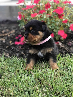 Male Rottweiler Puppies For Sale Near Me