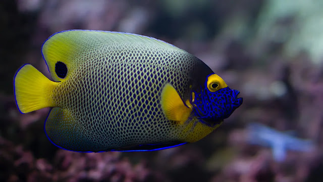 Blueface AngelFish