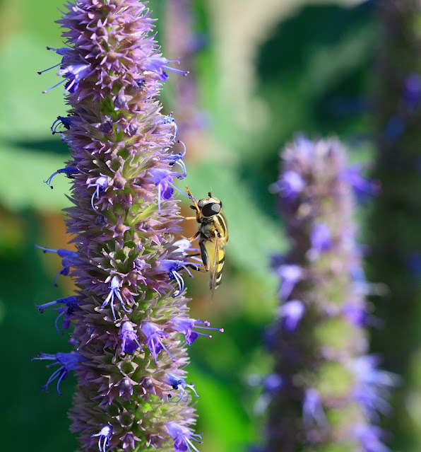 agastache