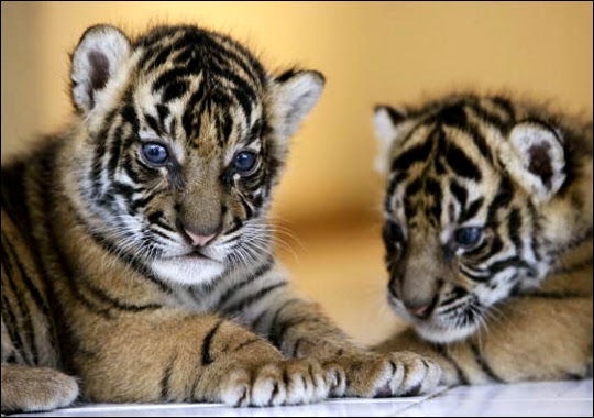 25 Gambar Harimau Yang Lucu Ayeey com