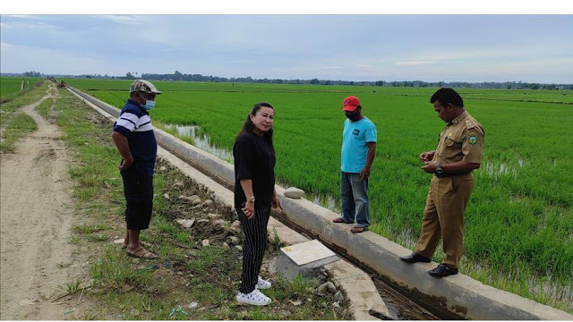 Anggota DPR RI, Sarce Bandaso Gelar Kundapil Kunjungi Pembangunan Irigasi Tersier di Desa Seriti Kabupaten Luwu