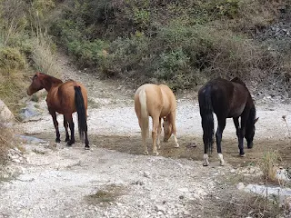 3 horses on a road