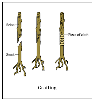CONCEPT OF HOW DO ORGANISMS REPRODUCE