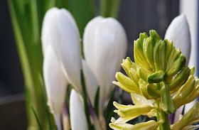 Plant skønne forårsblomster i haven i kick start foråret udenfor