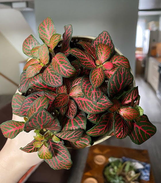 Red Veined Nerve Plant