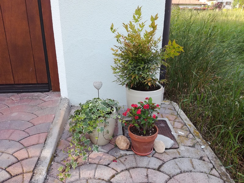 Nandina, Edera e Spina Christi