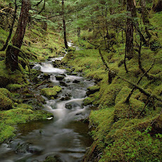 gambar hutan tropis, foto hutan