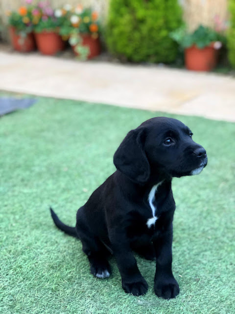 Great Dane puppy in Chennai