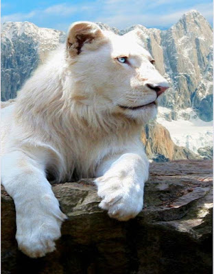 american-white-lion-closeup-picture