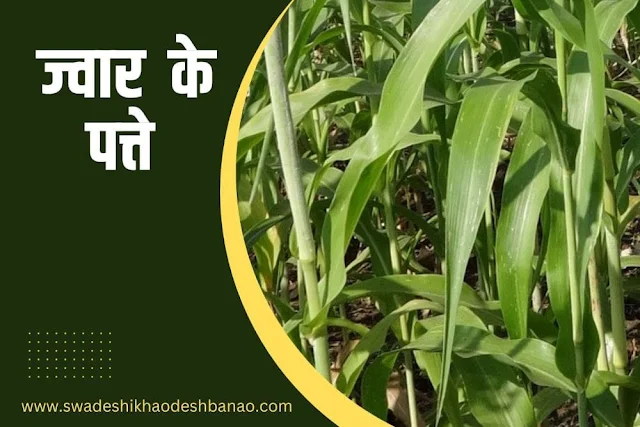 Information about Jowar leaf in Hindi