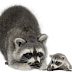 ملصقات راكون Raccoon png 