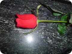 rosa_21