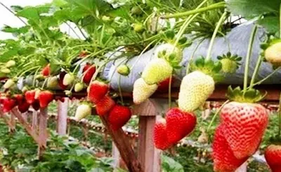 https://tipspetani.blogspot.com/2018/10/cara-menanam-dan-budidaya-buah.html