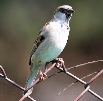 "House Sparrow - Passer domesticus,perched on garden fence male."