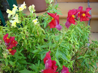 Dragonaria o boca de dragón (Antirrhinum majus f. nana)