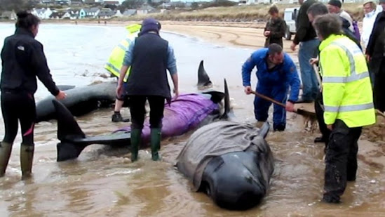 An entire pod of 55 pilot whales has died after a mass stranding on a beach