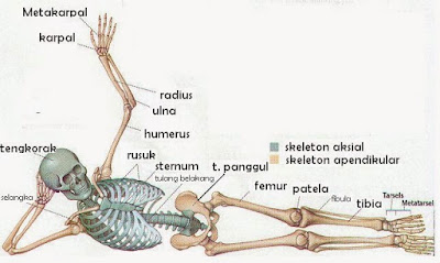 Penyusun Tulang Anggota Badan