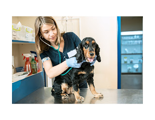 As a dog owner, one of the most important things you can do for your furry friend is to provide routine vet care. Regular checkups and preventive care can help keep your dog healthy and happy, while also catching any potential health issues early on.