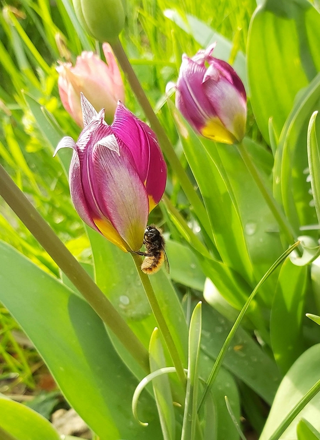 in mijn tuintjes: over #maaimeiniet en hoe ik dat doe en veel mooie blommen in maart en april,  ...