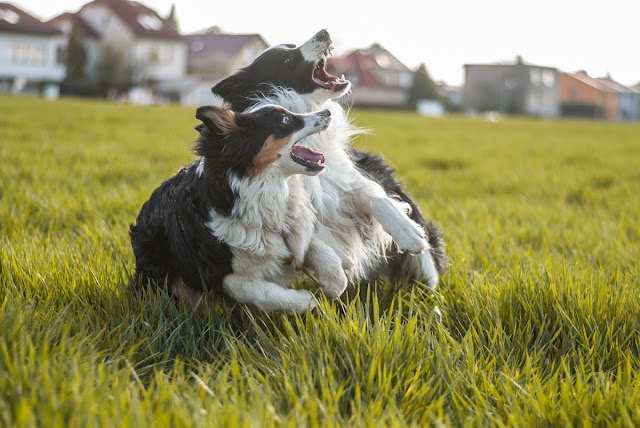 An Australian Shepherd and a Border Collie having fun on a patch of grass