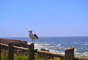 Seagull