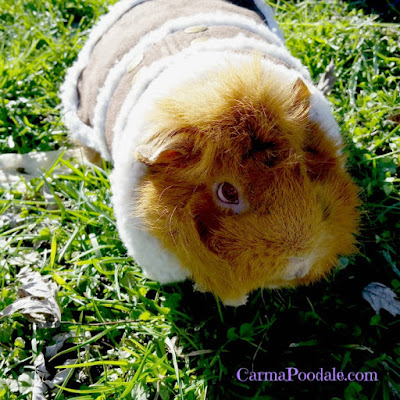 Guinea pig in a coat outside