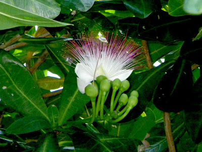 Sea Poison Tree (Barringtonia asiatica)