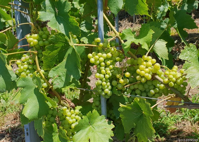 Chasselas Grapes - Hiking the Wine Trail of Lavaux - Route Petite-Corniche