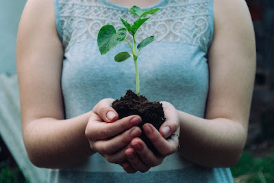 planting,indoorplants,plants